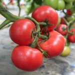 Томат Наргіза F1 /10 насінин/ *Rijk Zwaan*