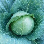 Капуста білоголова KS 15 (Коматі) F1 /100 насінин/ *Kitano Seeds*