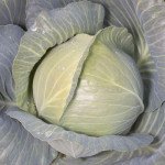 Капуста білоголова KS 60 (Бунка) F1 /100 насінин/ *Kitano Seeds*