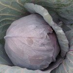 Капуста краснокочанная Киото F1 /50 семян/ *Kitano Seeds*