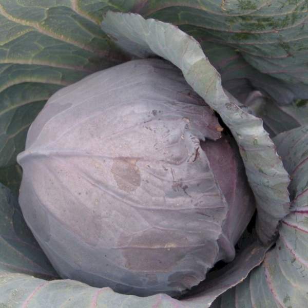 Насіння капусти червоноголова Кіото F1 /50 насінин/ *Kitano Seeds*