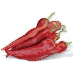 Перец горький Тандер F1 /10 семян/ *Rijk Zwaan*