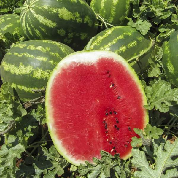 Семена арбуза Топ Мара F1 /20 семян/ *United Genetics*