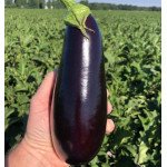 Баклажан Анатолія F1 /10 насінин/ *Rijk Zwaan*