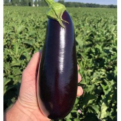 Баклажан Анатолия F1 /10 семян/ *Rijk Zwaan*