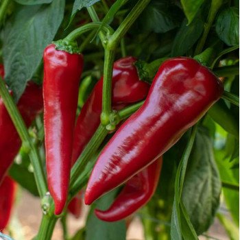 Перец сладкий Мерсиса F1 /10 семян/ *Rijk Zwaan*