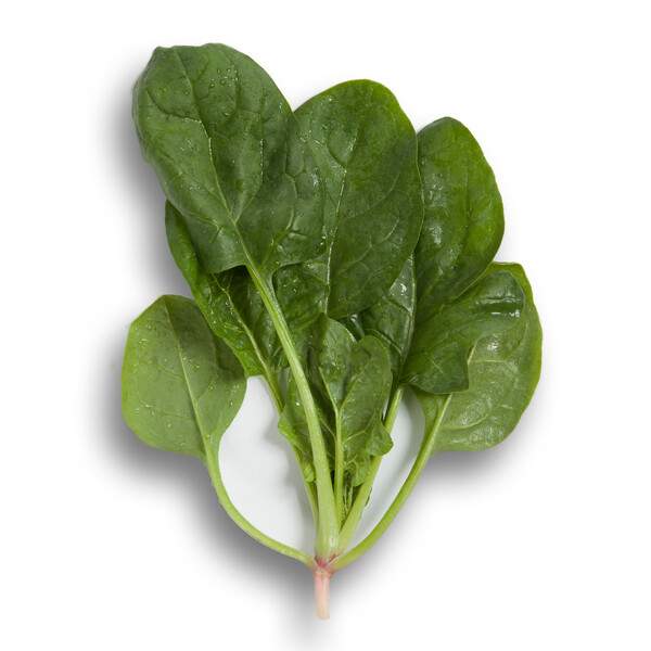 Семена шпината Вудпекер F1 /1.000 семян/ *Rijk Zwaan*