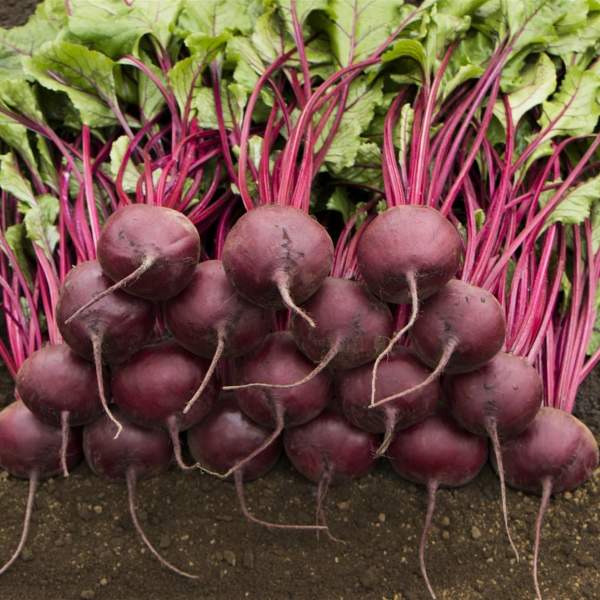 Семена свеклы Маноло F1 /1.000 семян/ *Bejo Zaden*