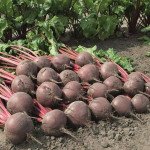 Свекла Боро F1 /1.000 семян/ *Bejo Zaden*