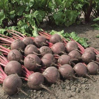 Свекла Боро F1 /1.000 семян/ *Bejo Zaden*