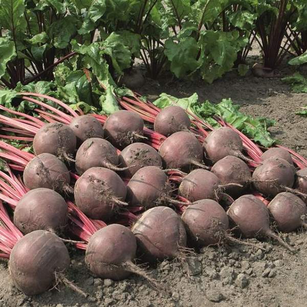 Семена свеклы Боро F1 /1.000 семян/ *Bejo Zaden*