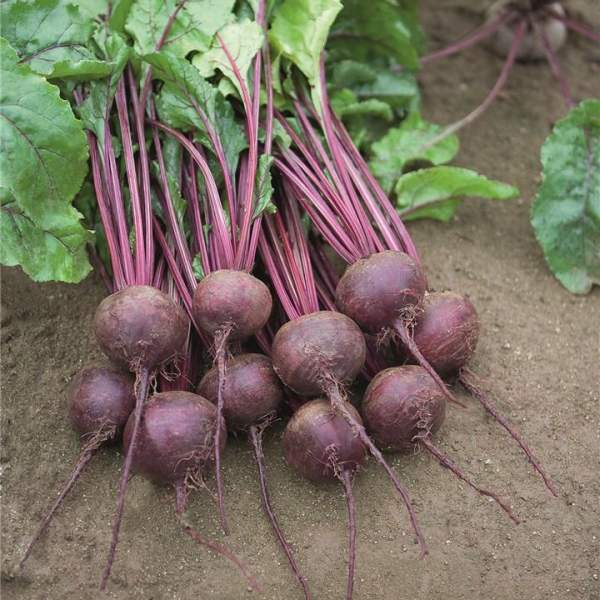 Семена свеклы Ронда F1 /1.000 семян/ *Bejo Zaden*