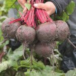 Буряк Манзу F1 /1.000 насінин/ *Bejo Zaden*