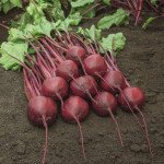 Свекла Бохан F1 /1.000 семян/ *Bejo Zaden*