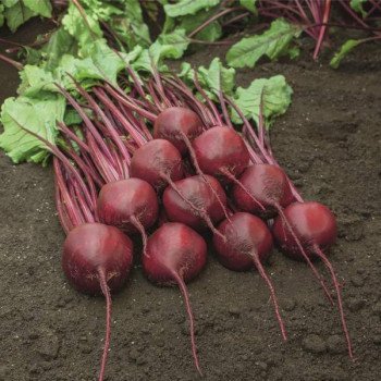 Свекла Бохан F1 /1.000 семян/ *Bejo Zaden*