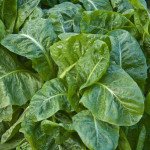 Шпинат Спирос F1 /1.000 семян/ *Bejo Zaden*