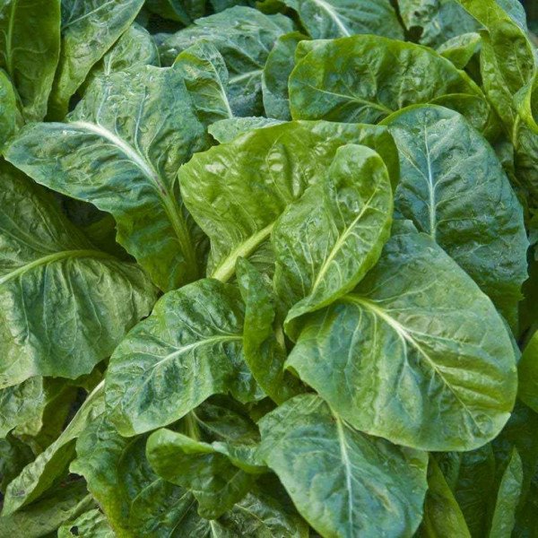 Семена шпината Спирос F1 /1.000 семян/ *Bejo Zaden*