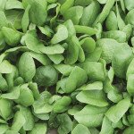 Шпинат Рембрандт F1 /1.000 насінин/ *Bejo Zaden*