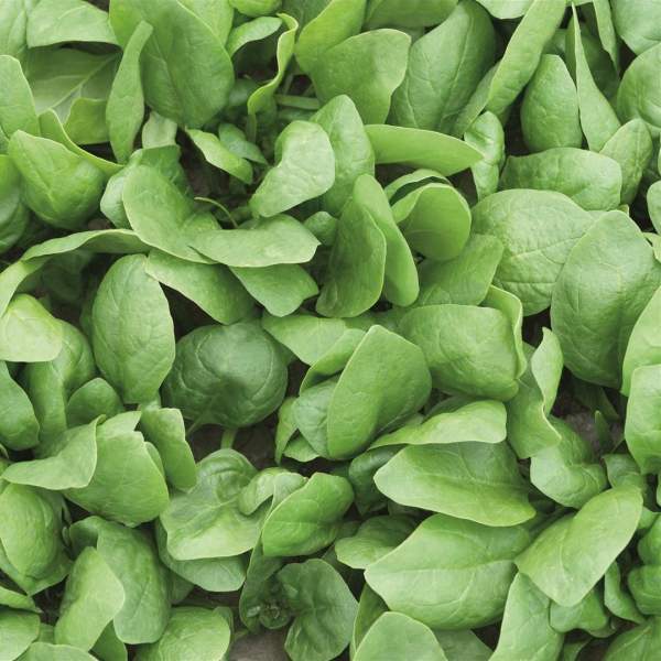 Насіння шпинату Рембрандт F1 /1.000 насінин/ *Bejo Zaden*