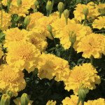 Чорнобривці Малюк лимонні /10 г/ *Hem Zaden*