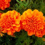 Бархатцы Малыш оранжевые (orange) /10 г/ *Hem Zaden*