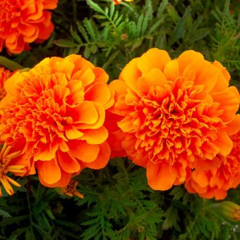 Чорнобривці Малюк помаранчеві (orange) /10 г/ *Hem Zaden*