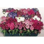 Вербена смесь /1.000 семян/ *Hem Zaden*