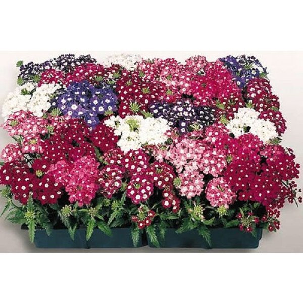 Насіння вербени суміш /1.000 насінин/ *Hem Zaden*