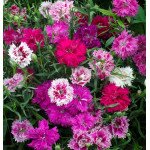 Гвоздика Соната суміш (mix) /5 г/ *Нem Genetics*