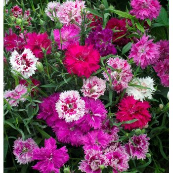 Гвоздика Соната смесь (mix) /5 г/ *Hem Genetics*