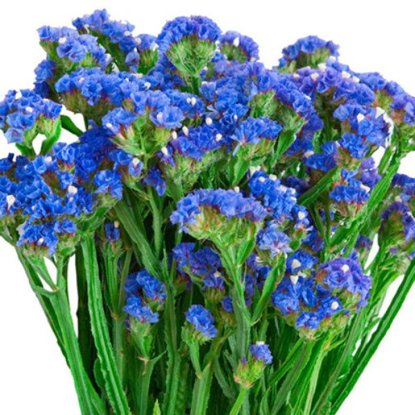 Насіння кермека Синя ріка /10 г/ *Hem Zaden*