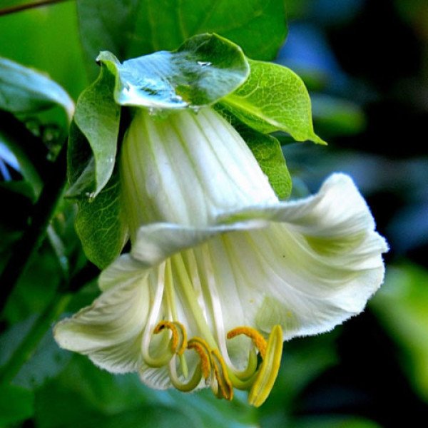 Насіння кобеї Білі вітрила /100 насінин/ *Hem Zaden*