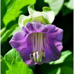 Кобея Кафедральные звоны /100 семян/ *Hem Zaden*