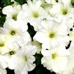 Петунія Браво F1 біла /1.000 насінин/ *Syngenta*