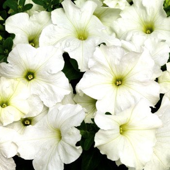 Петуния Браво F1 белая /1.000 семян/ *Syngenta*