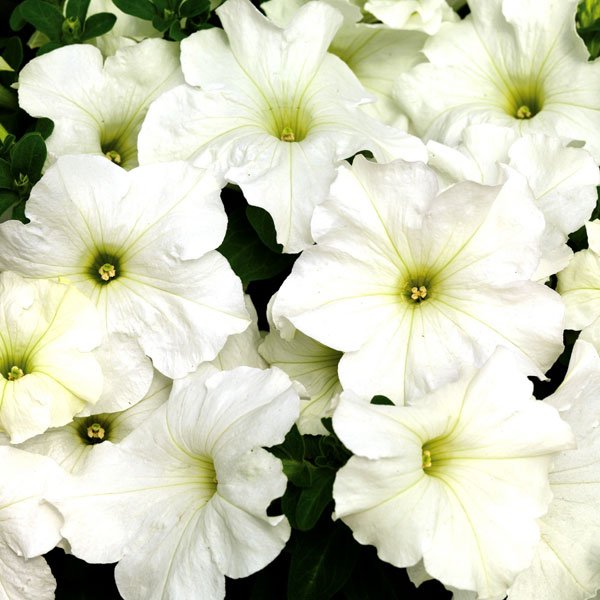 Насіння петунії Браво F1 біла /1.000 насінин/ *Syngenta*