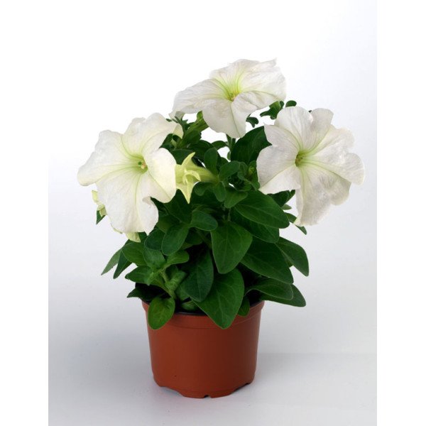 Насіння петунії Браво F1 біла /1.000 насінин/ *Syngenta*