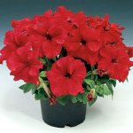 Петуния Браво F1 красная /1.000 семян/ *Syngenta*