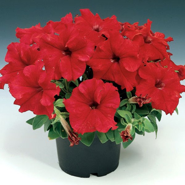 Насіння петунії Браво F1 червона /1.000 насінин/ *Syngenta*