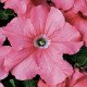 Насіння петунії Браво F1 лососева /1.000 насінин/ *Syngenta*