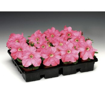 Петуния Браво F1 лососевая /1.000 семян/ *Syngenta*