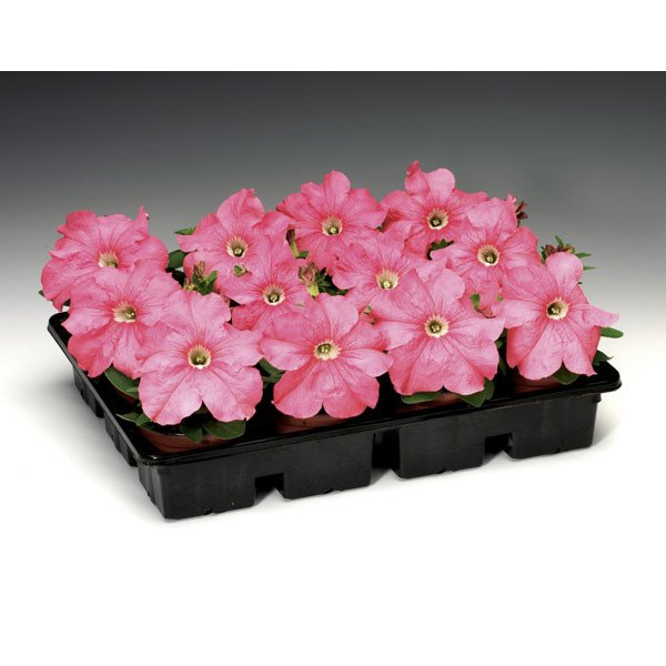 Насіння петунії Браво F1 лососева /1.000 насінин/ *Syngenta*