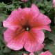 Насіння петунії Браво F1 лососева з прожилками /1.000 насінин/ *Syngenta*