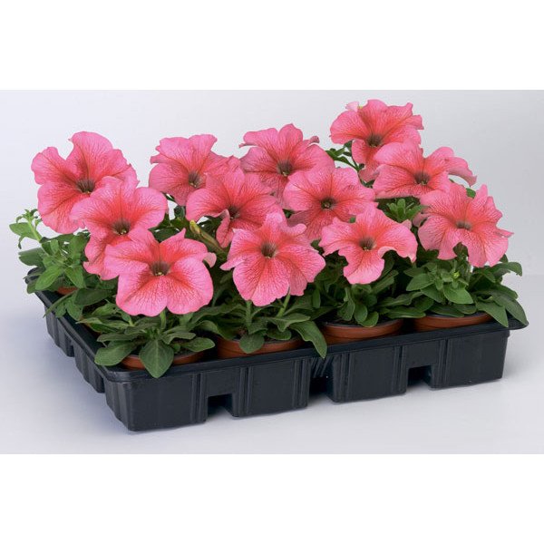 Насіння петунії Браво F1 лососева з прожилками /1.000 насінин/ *Syngenta*