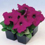 Петуния Браво F1 пурпурная /1.000 семян/ *Syngenta*