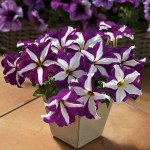 Петунія Браво F1 пурпурпурова зірка /1.000 насінин/ *Syngenta*