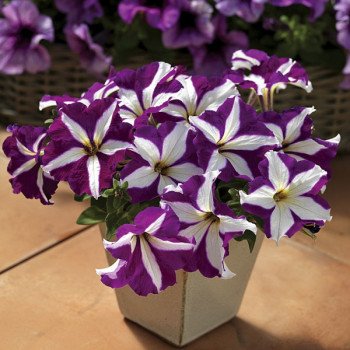 Петуния Браво F1 пурпурная звезда /1.000 семян/ *Syngenta*