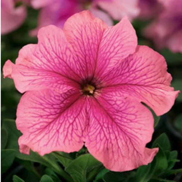 Насіння петунії Браво F1 рожева /1.000 насінин/ *Syngenta*
