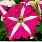 Петунія Браво F1 рожева зірка /1.000 насінин/ *Syngenta*
