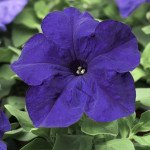 Петуния Браво F1 синяя /1.000 семян/ *Syngenta*